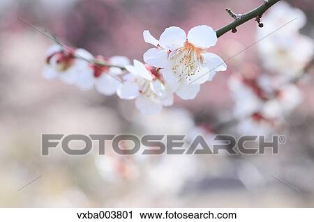 Plum blossoms View Large Photo Image Stock Image - Plum blossoms. Fotosearch