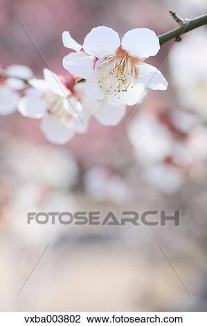 Plum blossoms View Large Photo Image Stock Image - Plum blossoms. Fotosearch