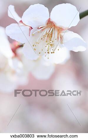 Plum blossoms View Large Photo Image Stock Image - Plum blossoms. Fotosearch