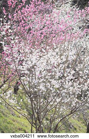 Stock Image - Plum blossoms. Fotosearch