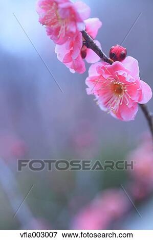Plum blossoms View Large Photo Image Stock Photo - Plum blossoms. Fotosearch