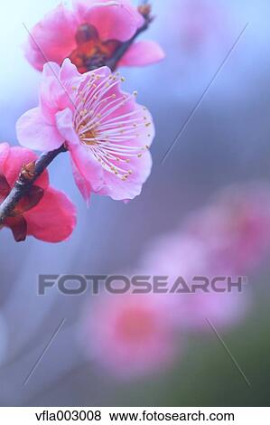 Plum blossoms View Large Photo Image Stock Photo - Plum blossoms. Fotosearch