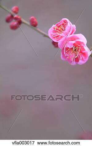 Plum blossoms View Large Photo Image Stock Photo - Plum blossoms. Fotosearch