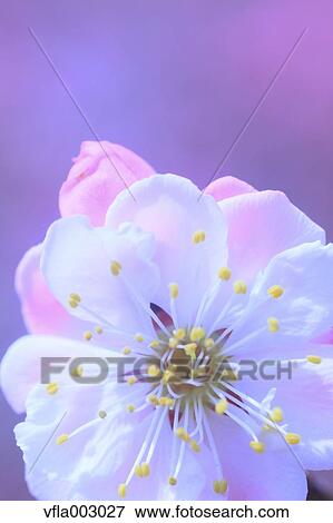 Plum blossoms View Large Photo Image Stock Photo - Plum blossoms. Fotosearch