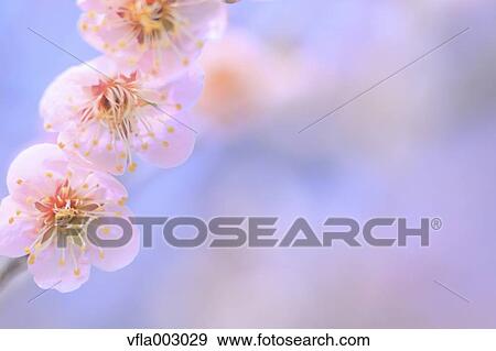 Plum blossoms View Large Photo Image Stock Photo - Plum blossoms. Fotosearch