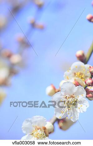 Plum blossoms View Large Photo Image Stock Photo - Plum blossoms. Fotosearch
