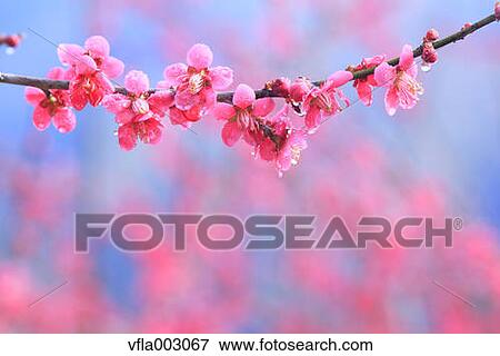 Plum blossoms View Large Photo Image Stock Photo - Plum blossoms. Fotosearch