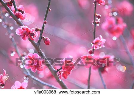 Plum blossoms View Large Photo Image Stock Photo - Plum blossoms. Fotosearch