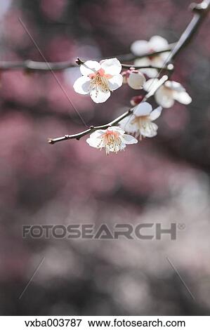 Stock Photo - Plum blossoms. Fotosearch