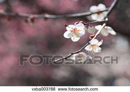 Plum blossoms View Large Photo Image Stock Photo - Plum blossoms. Fotosearch