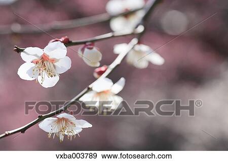 Stock Photo - Plum blossoms. Fotosearch