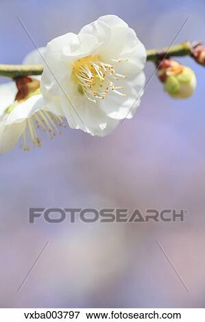 Stock Photo - Plum blossoms. Fotosearch
