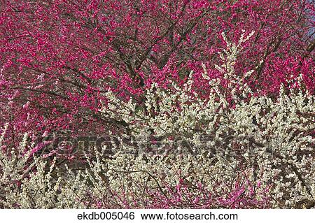 Plum blossoms View Large Photo Image Stock Photograph - Plum blossoms. Fotosearch