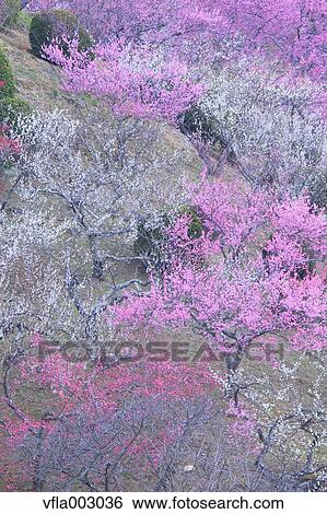 Plum blossoms View Large Photo Image Stock Photograph - Plum blossoms. Fotosearch