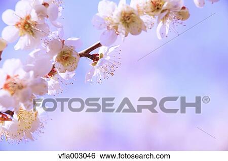 Plum blossoms View Large Photo Image Stock Photograph - Plum blossoms. Fotosearch