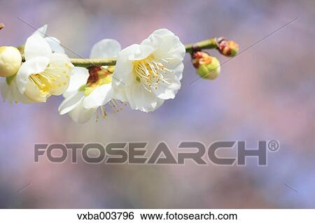Plum blossoms View Large Photo Image Stock Photograph - Plum blossoms. Fotosearch