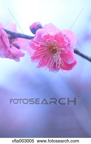 Plum blossoms View Large Photo Image Stock Photography - Plum blossoms. Fotosearch