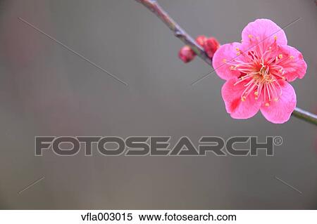 Stock Photography - Plum blossoms. Fotosearch