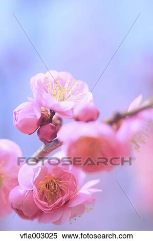 Stock Photography - Plum blossoms. Fotosearch