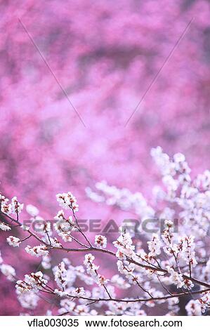 Plum blossoms View Large Photo Image Stock Photography - Plum blossoms. Fotosearch