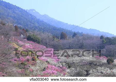 Plum forest View Large Photo Image Stock Image - Plum forest. Fotosearch