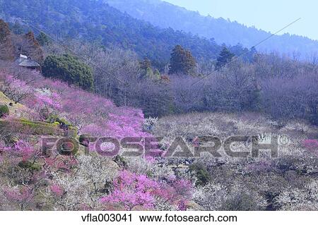 Stock Image - Plum forest. Fotosearch