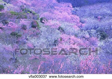 Plum forest View Large Photo Image Stock Photo - Plum forest. Fotosearch