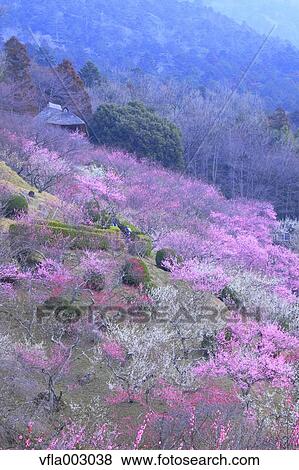 Plum forest View Large Photo Image Stock Photo - Plum forest. Fotosearch