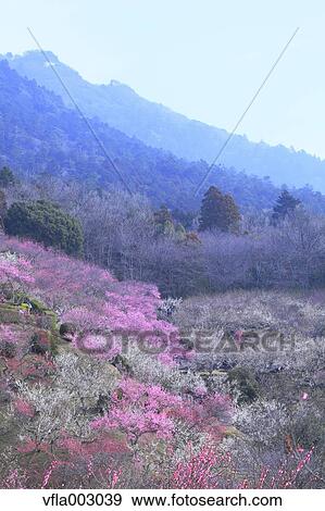 Plum forest View Large Photo Image Stock Photo - Plum forest. Fotosearch