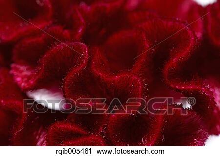 Stock Image - Plumed Cockscomb. Fotosearch