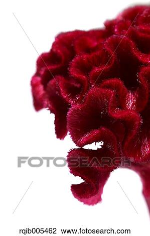Plumed Cockscomb View Large Photo Image Stock Image - Plumed Cockscomb. Fotosearch