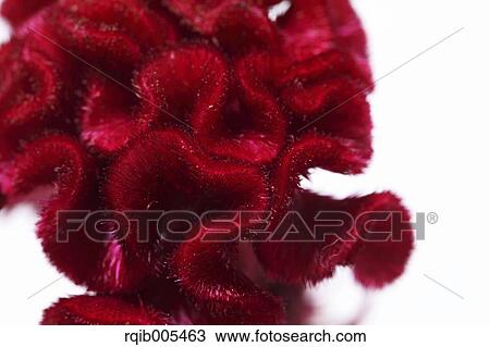 Plumed Cockscomb View Large Photo Image Stock Image - Plumed Cockscomb. Fotosearch