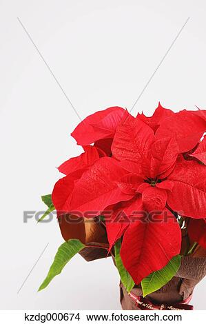 Poinsettia View Large Photo Image Picture - Poinsettia. Fotosearch