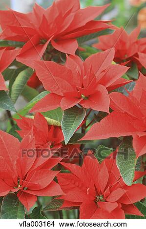 Poinsettia View Large Photo Image Picture - Poinsettia. Fotosearch