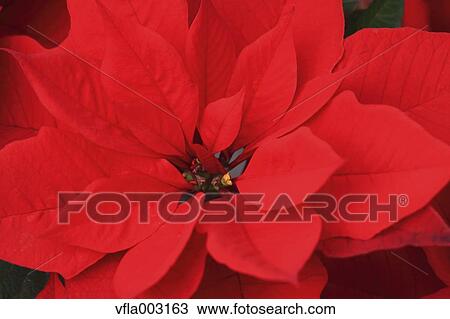 Poinsettia View Large Photo Image Stock Image - Poinsettia. Fotosearch