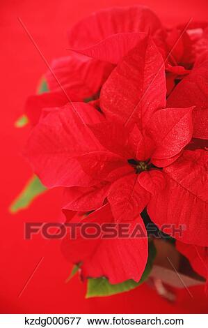 Poinsettia View Large Photo Image Stock Photo - Poinsettia. Fotosearch