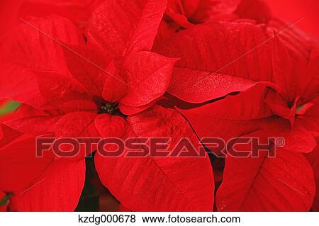 Poinsettia View Large Photo Image Stock Photo - Poinsettia. Fotosearch