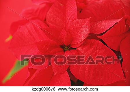 Poinsettia View Large Photo Image Stock Photograph - Poinsettia. Fotosearch