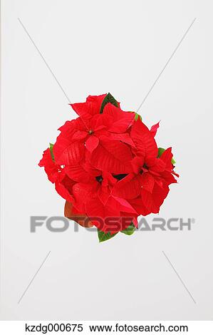 Stock Photography - Poinsettia. Fotosearch