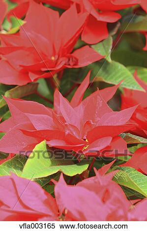 Poinsettia View Large Photo Image Stock Photography - Poinsettia. Fotosearch