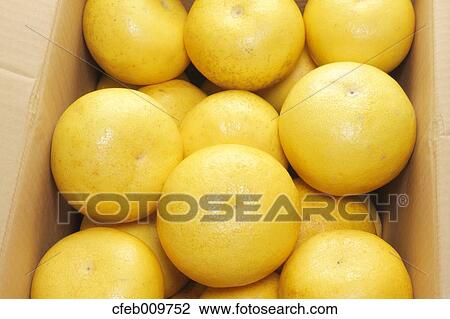 Pomelo fruits View Large Photo Image Stock Image - Pomelo fruits. Fotosearch