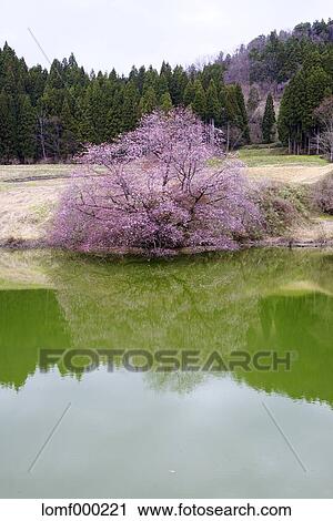 Pond and cherry blossoms View Large Photo Image Stock Image - Pond and cherry blossoms. Fotosearch