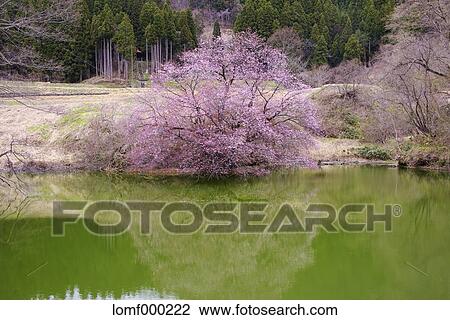 Pond and cherry blossoms View Large Photo Image Stock Image - Pond and cherry blossoms. Fotosearch
