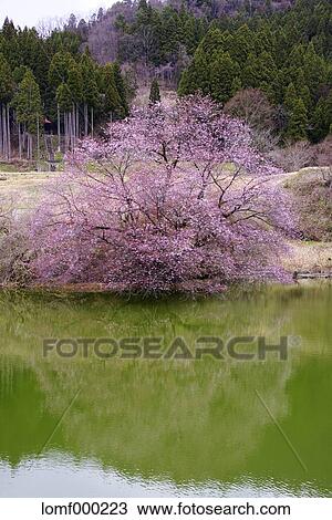 Pond and cherry blossoms View Large Photo Image Stock Image - Pond and cherry blossoms. Fotosearch