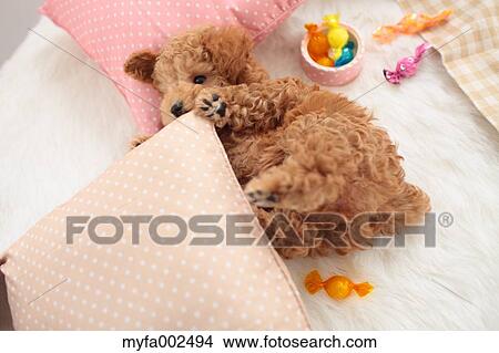 Poodle View Large Photo Image Picture - Poodle. Fotosearch