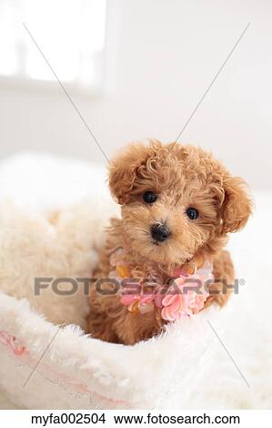 Poodle View Large Photo Image Picture - Poodle. Fotosearch