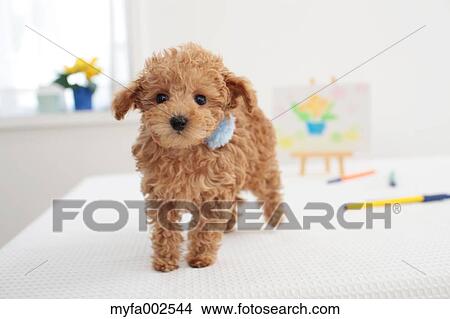 Picture - Poodle. Fotosearch