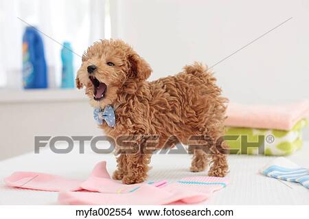 Poodle View Large Photo Image Picture - Poodle. Fotosearch