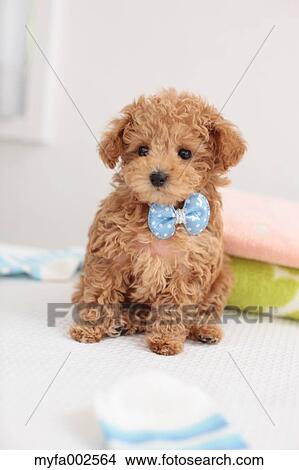 Poodle View Large Photo Image Picture - Poodle. Fotosearch