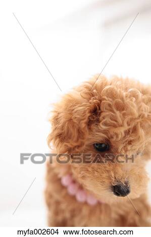 Poodle View Large Photo Image Picture - Poodle. Fotosearch